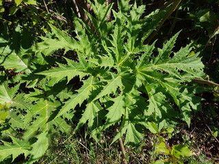 Hogweed; Heracleum mantegazzianum