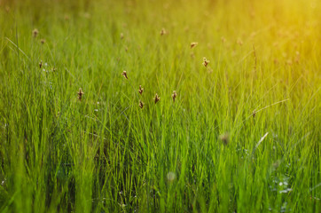 Green lawn for background