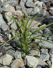 Pfirsichblaettrige; Glockenblume; Campanula persicifolia