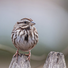 Sparrow 8384