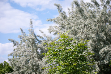 Young forest and meadow with flowers near Rusanda resort in Serbia