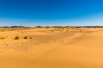 Fototapeta na wymiar sand dune with grass