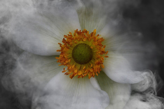 Anemone, close-up