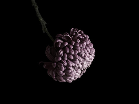 Purple chrysanthemum flower against black background