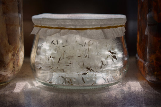 Jar containing dandelion seeds