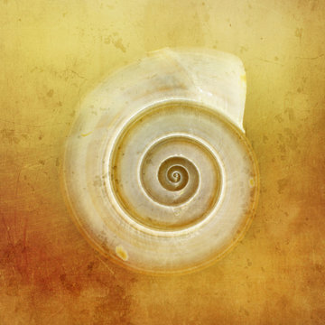 Shell pattern on yellow background