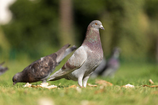 pigeons pecking bread
