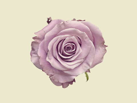 Single rose against white background