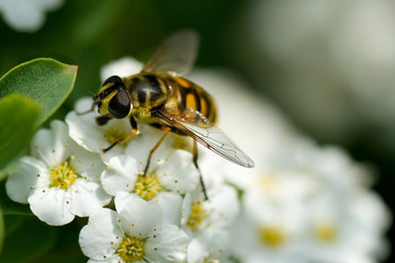 Wespenfliege