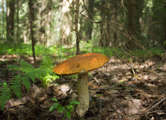 Penny bun mushroom in the forest