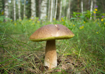 Penny bun mushroom in the forest