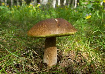 Penny bun mushroom in the forest