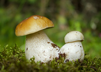 Two young Penny bun mushrooms on the moss