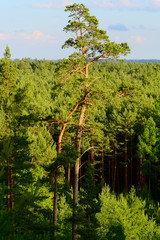 Fototapeta premium Aerial view of pinewood growing in Pomerania, northern Poland.