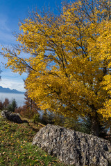 Autumn Landscape near mount Rigi, Alps, Switzerland