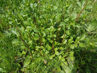 Leucanthemum vulgare, Margerite