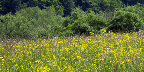 G&auml;nsebl&uuml;mchen