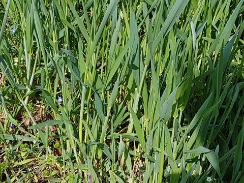 Quecke, Agropyron, repens, Unkraut