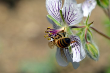 Biene in zarter Blüte