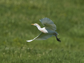 Cattle egret (Bubulcus ibis)