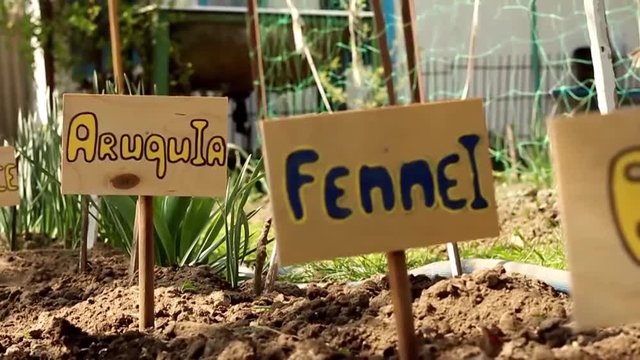 signs arugula and fennel