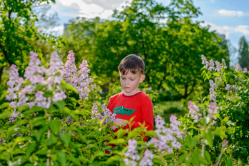 Handsome little boy collecting fresh lilac flowers