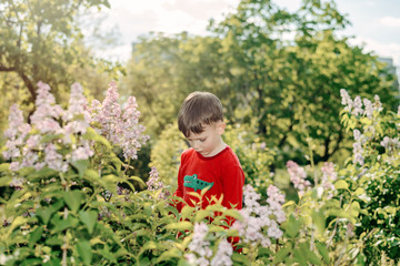 Handsome little boy collecting fresh lilac flowers