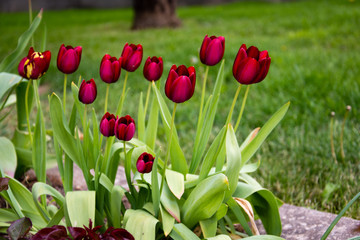 Tulip in the garden.