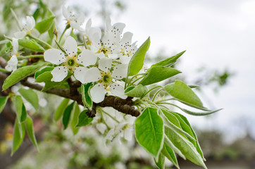 Beautiful flowering tree