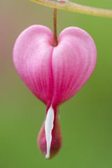 A close up of a bright pink Bleeding Heart flower against a green background.