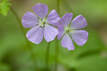 Fototapeta premium A pair of purple flowers with a bright green background.