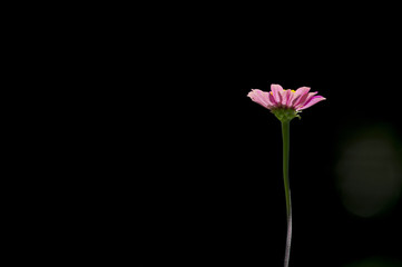 A bright pink Zinnia flower stands out against a black background.