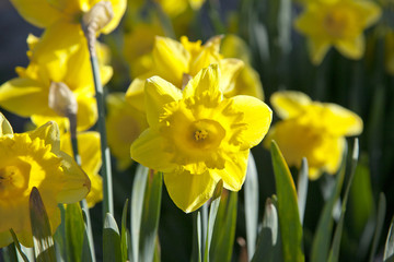 Obraz premium Spring sunlight on yellow daffodil flower and leaves, May, 2016.