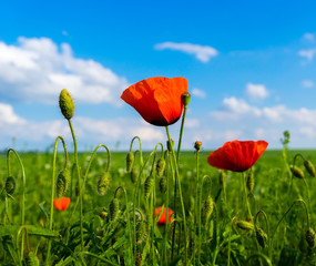 red and green poppies on green field and blue sky with clouds