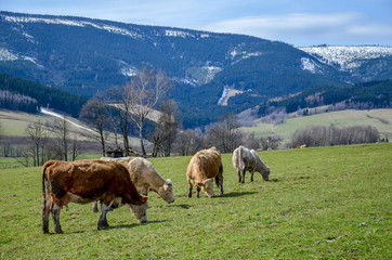 Fototapeta na wymiar Cows grazing on the green grass with mountains behind