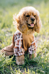 dog Cocker Spaniel on clothing