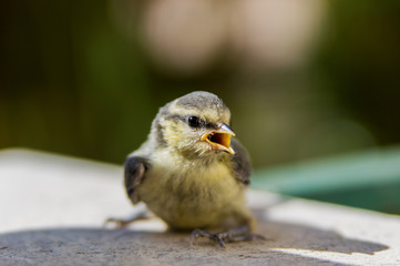 small bird with yellow open beak in sunny summer day