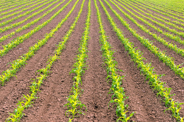 Fototapeta na wymiar Farmer's Field Corn Oregon Agriculture Food Grower