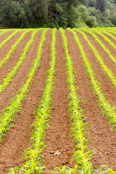 Farmer's Field Corn Oregon Agriculture Food Grower