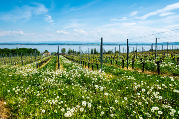 Obraz premium Weinberg im Frühling, Lac de Neuchâtel, Suisse 