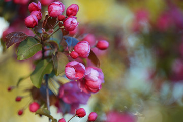 Branches full of pink flower clusters on Apple tree