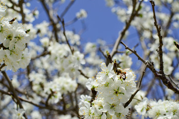Bee on the branch of apricot