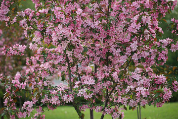 Obraz na płótnie Canvas Pink flowers blossom Decorative Apple Tree isolated on nature green background
