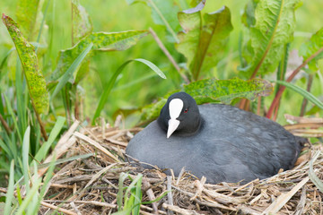 Eurasian coot on nest