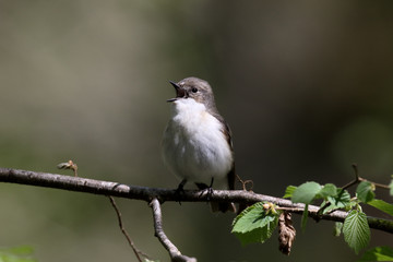 Pied flycatcher, Ficedula hypoleuca