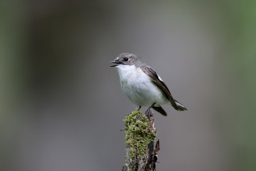 Fototapeta premium Pied flycatcher, Ficedula hypoleuca