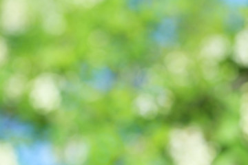 Fototapeta premium Abstract green nature background, bokeh