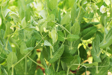 Green peas in the garden