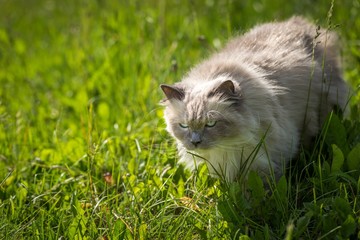 Naklejka na ściany i meble Beautiful siberian cat walking in grass