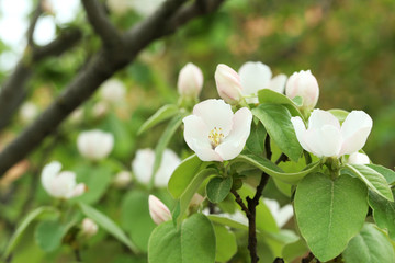 Blooming tree with the white flowers, outdoors